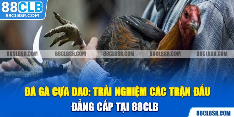 Đá Gà Cựa Dao - Trải Nghiệm Các Trận Đấu Đẳng Cấp Tại 88CLB