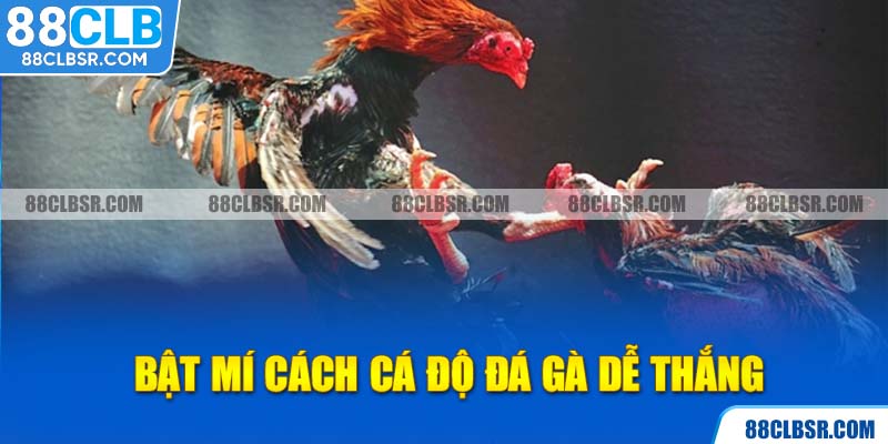 Bật mí cách cá độ đá gà dễ thắng