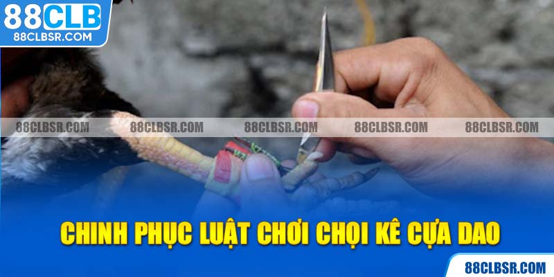 Chinh phục luật chơi chọi kê cựa dao